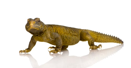 Preview: Dabb Lizard - Uromastyx aegyptia