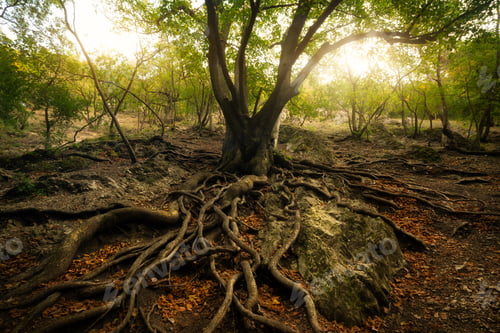 Preview: Old tree with big roots in sunny forest