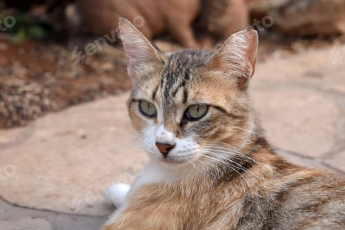Preview: Calico cat sitting in the garden.