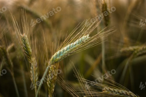 Preview: Ear of wheat