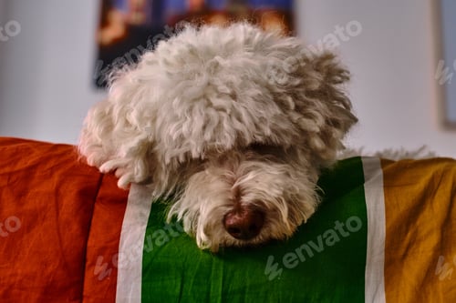 Preview: Portrait of sad Bichon Frise looking down