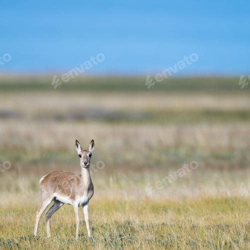 Preview: tibetan gazelle on grassland
