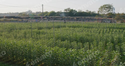 Preview: Lily farm without flower under sunlight in countryside