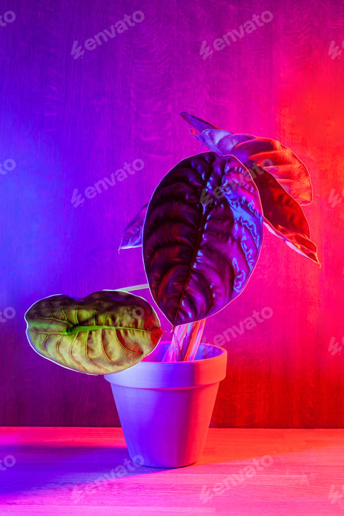 Preview: Alocasia Cuprea Red Secret plant in brown ceramic pot on dark magenta background.