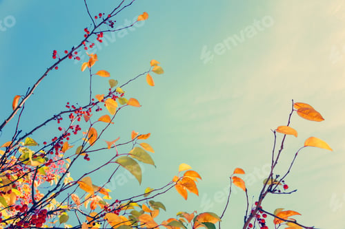 Preview: Fall tree background