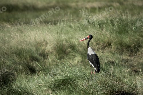 Preview: Ciconia in grass in Serengeti National Park
