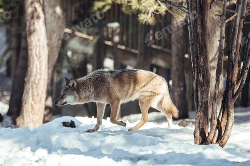 Preview: Wolf on hill near stones and snow