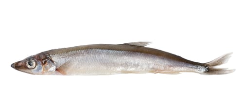 Preview: Raw capelin (Path)