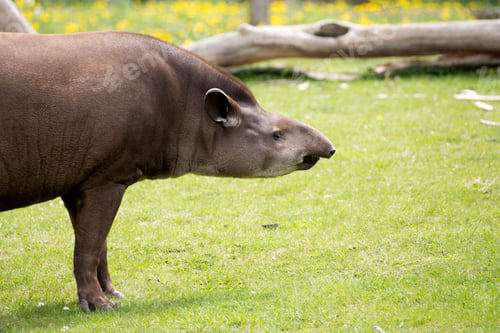 Preview: Tapir in the wild