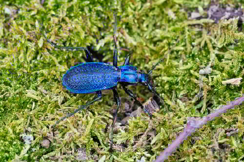 Preview: Blue ground beetle (Carabus intricatus) on a moss