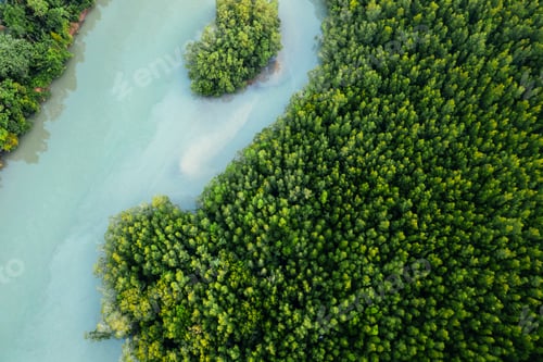 Preview: High angle mangrove forest and canal water