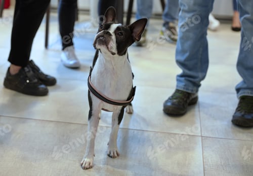 Preview: Cute Boston terrier looking at her master