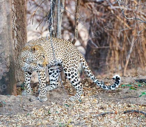 Preview: A Scenic Zambia Wildlife pictures