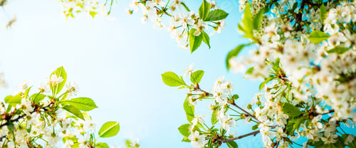 Preview: branches of blossoming cherry