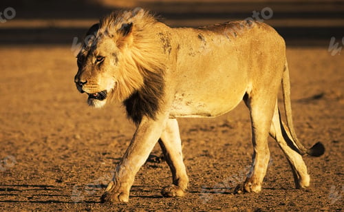 Preview: A Best wildlife destinations in the world