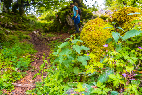 Preview: Natural fauna and flora of the forest on Mount Aizkorri