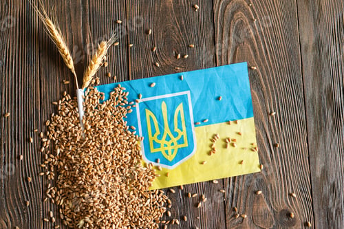 Preview: Wheat grains with yellow and blue Ukrainian flag on wooden background