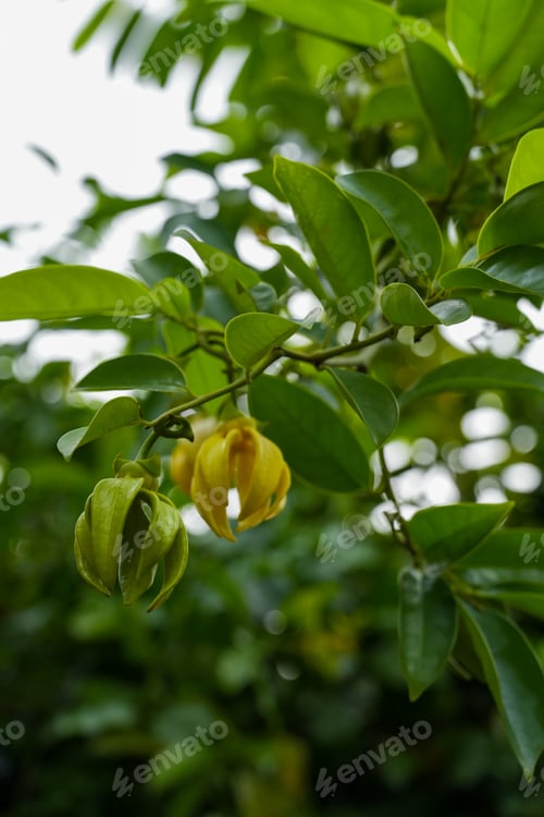 Preview: Ylang Ylang flowers blooms.
