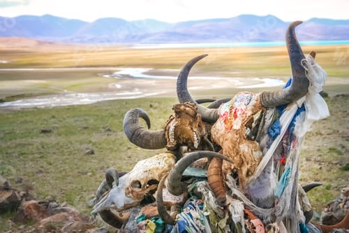 Preview: Pile of animal skulls