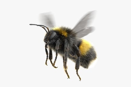 Preview: White-Tailed Bumblebee Animated