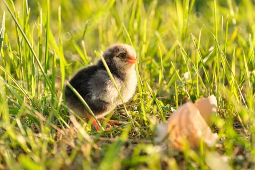 Preview: Newborn chicken with eggshell, green grass background in sunlight