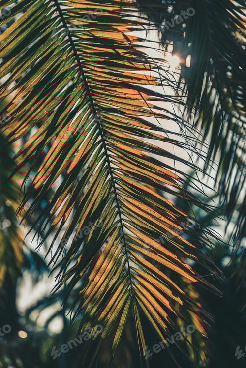 Preview: vertical background of palm leaves