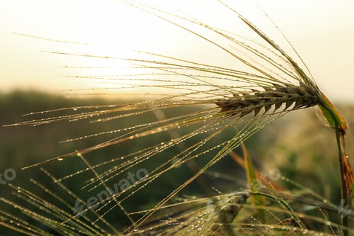 Preview: Barley field with dew. Beautiful summer morning. Summer nature