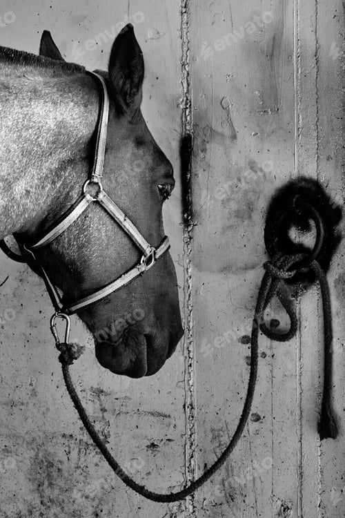 Preview: Grayscale shot of a beautiful horse in the barn