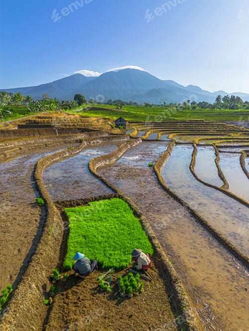Preview: indonesia beauty landscape paddy fields in north bengkulu natural beautiful morning view indonesia
