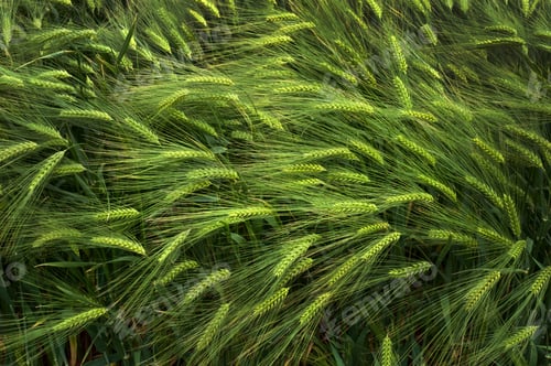 Preview: variety of grain crops winter barley, ears of green close-up, top view
