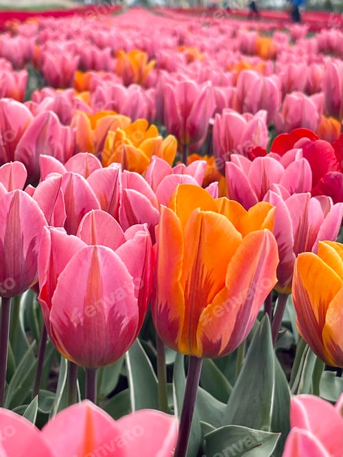 Preview: Tulips