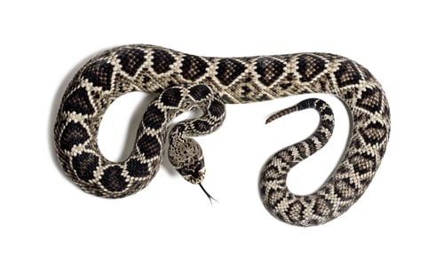 Preview: western diamondback rattlesnake or Texas diamond-back, venomous snake against white background