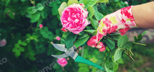 Preview: nature