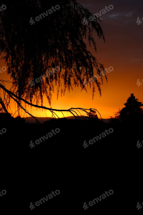 Preview: Silhouette of trees against a vibrant sunset.