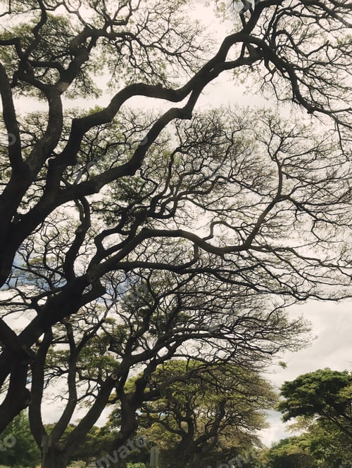 Preview: Old trees make a cool silhouette against an overcast sky that’s moody and magnificent