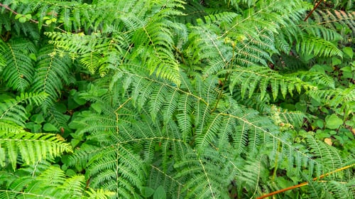 Preview: Green Fern Background