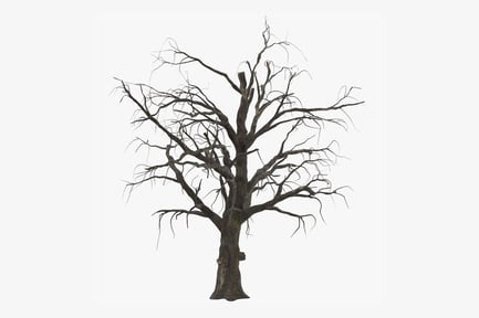 Preview: Gnarled Old Tree with Bare Branches