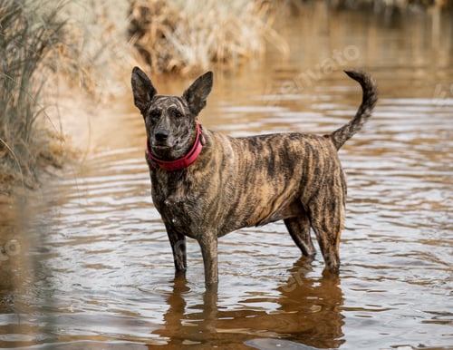 Preview: Dutch Shepherd standing in the water