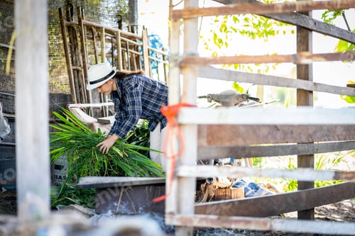 Preview: An Asian female farmer in Thailand prepares grass to be fed to cows in the barn.