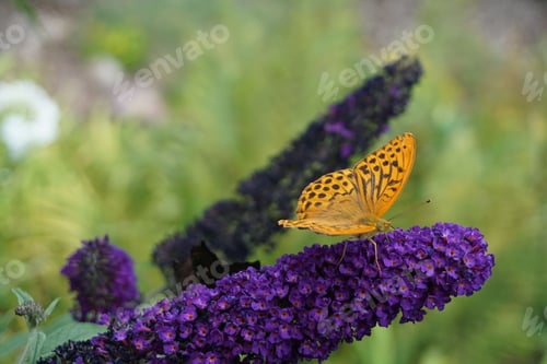 Preview: a brown butterfly on purple flowers next to some green plants