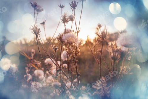 Preview: Wildflowers