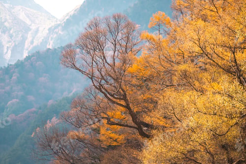 Preview: A forest with trees that are orange and brown. The trees are in the foreground and background