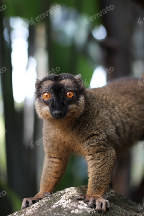 Preview: Funny lemur looking at camera