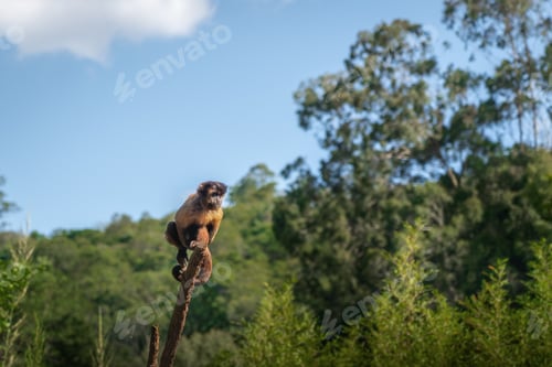 Preview: Tufted Capuchin Monkey (Sapajus apella)
