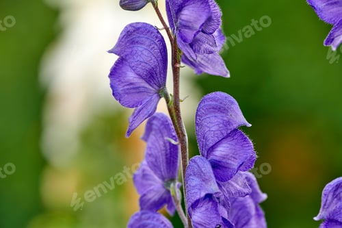 Preview: Beautiful flowers from my garden. A series of beautiful garden photos.