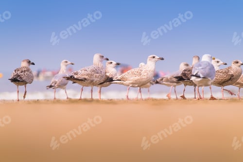 Preview: Seagulls on the seashore. Birds in the wild. Seagulls standing on the beach.