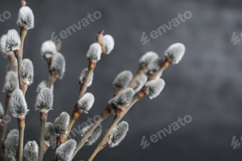 Preview: Beautiful bouquet of pussy willow branches on grey background, closeup