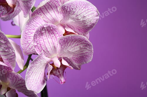 Preview: Beautiful orchid flowers with water drops on violet background, closeup. Space for text