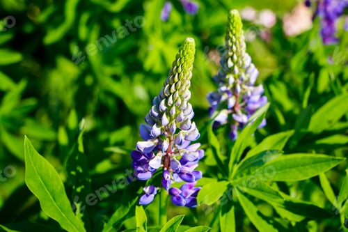 Preview: Purple lupine flowers in the sun. Blooming wild plants. Lupines field.
