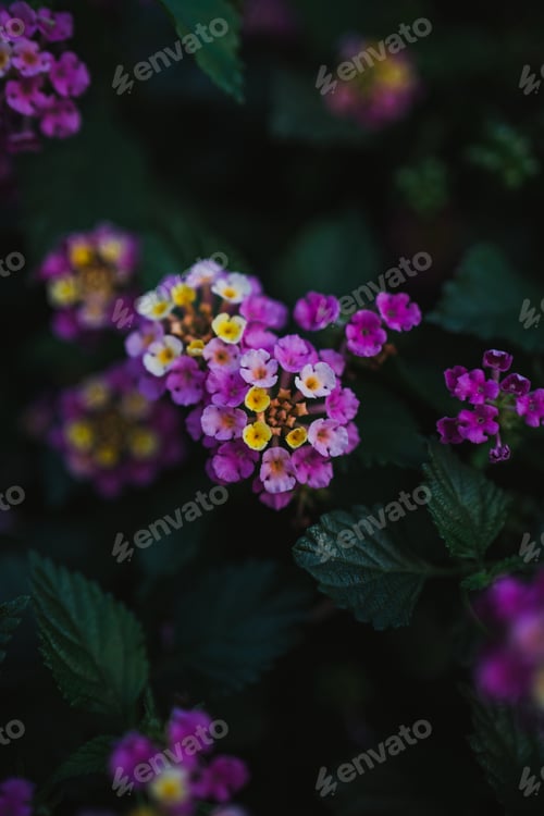 Preview: Purple lantana flowers in the forest